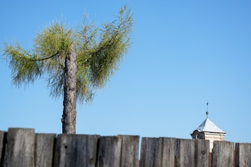 Fototapeta na wymiar The shortened larch and the tower of the church behind the fence. Moravia. Europe. 