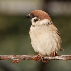 Tree sparrow (Passer montanus) on a branch. Moravia. Europe. 