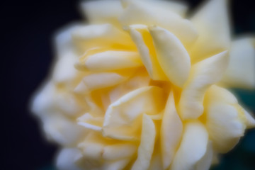 Delicate bud of white and yellow rose