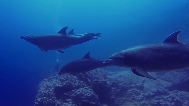 Bottlenose Dolphins Pass By Scuba Divers