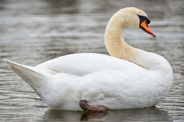 Swan On a Lake 