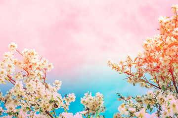 Floral frame from blooming almond plum cherry tree blossom. Branches with small flowers green leaves on toned turquoise pink gradient sky. Easter mothers day wedding greeting card poster banner