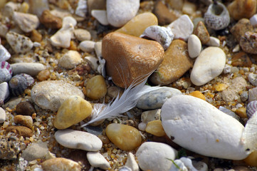 Une plume parmi les pierres