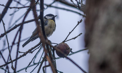 Mésange charbonnière