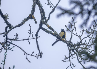 Mésange charbonnière