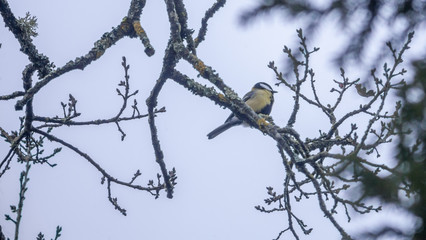 Mésange charbonnière