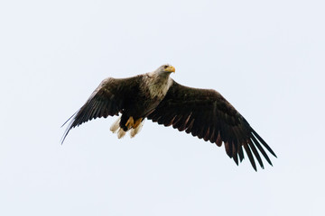 Seeadler