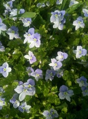 blue flowers in the garden