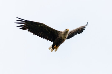 Seeadler