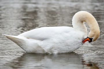 Swan On a Lake. Swan cleans the feathers.