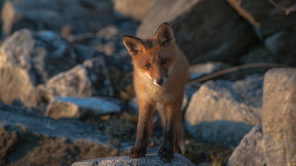 Nordic fox (vulpes)
