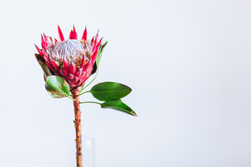 Protea cynaroides, the king protea, a flowering plant in a vase - obrazy, fototapety, plakaty