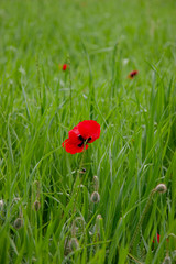 red poppies flower field spring season