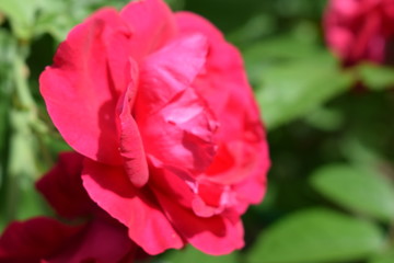 pink rose in the garden