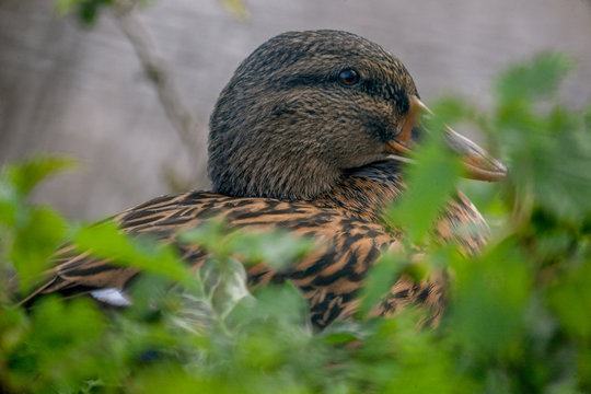 Digiscoping Images – Browse 62 Stock Photos, Vectors, and Video | Adobe ...
