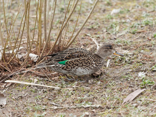 Sarcelle d'hiver (Anas crecca) ou sarcelle européenne au plumage colorié