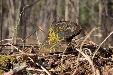 Holz im Wald