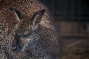 wallaby