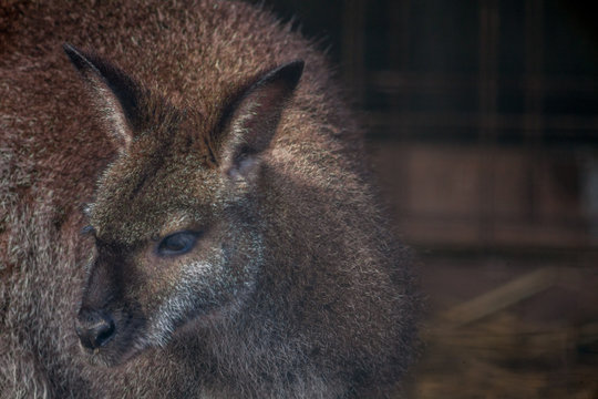 wallaby