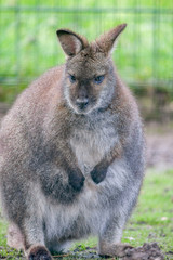 wallaby