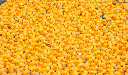 Entenrennen, hunderte von gelben Plastikenten mit rotem Schnabel schwimmen im Wasser, Teamwork.
