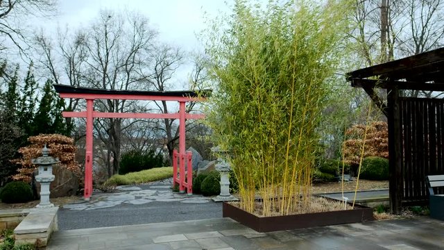 Phyllostachys vivax Aureocaulis am Eingang des japanischen Gartens im ega Park Erfurt