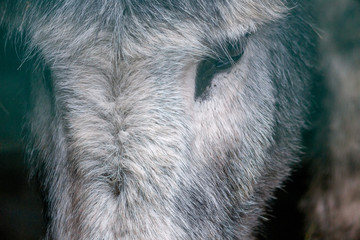 détail d'une tête d'âne