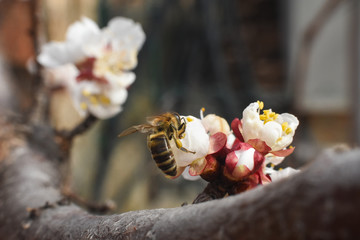 Honey Bee pollinating peach flower. Spring background, tree blossom