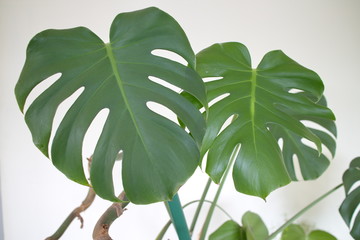 tropical plants in the office