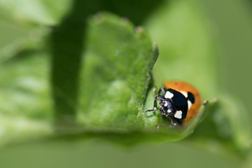 Coccinelle