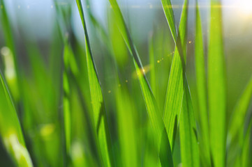 Green spring grass with sunbeam.