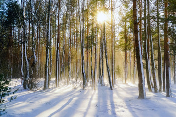 Naklejka premium Snowstorm in winter forest with snow-covered trees on a bright Sunny day.