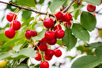 Branch of cherries with red berries. Harvest of berries