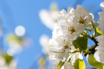 Obraz premium pear tree flowers photo