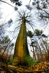 a big, old beech stands in a forest in the state of Brandenburg (Germany)