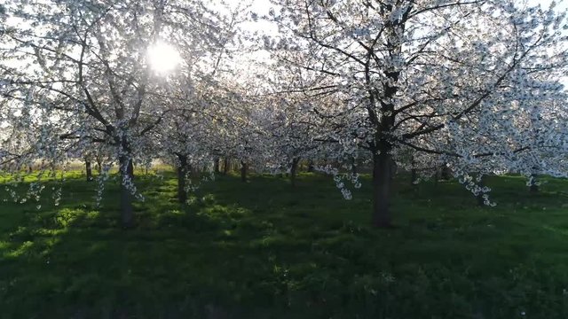 Low altitude aerial view of cherry blossom forest which consist of trees with flowers of several genus Prunus particularly the Japanese Serrulata which is called Sakura in Japan 4k high resolution