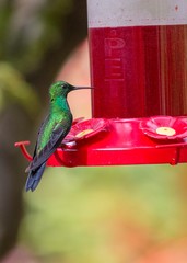 Green-Crowned Brilliant Hummingbird (Heliodoxa jacula)