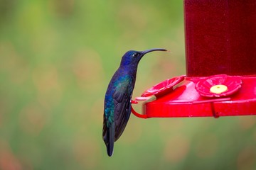 Violet Sabrewing (Campylopterus hemileucurus)