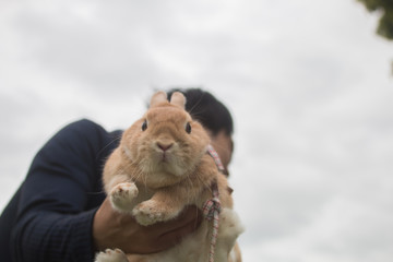 Close up Cute brown rabbit held by the man