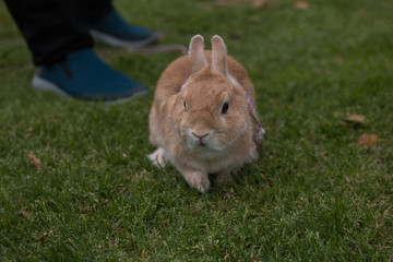Cute brown rabbit walk on grass field.
