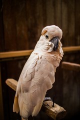 Bird sitting on the wood