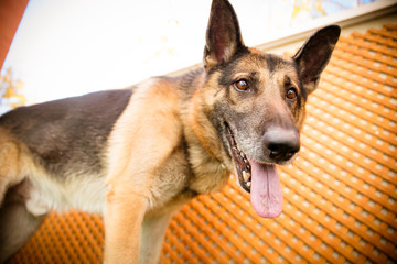 german shepherd dog up close