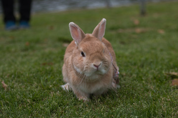 Cute brown rabbit walk on grass field.