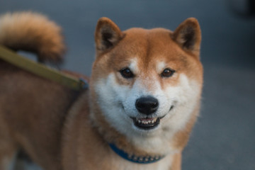 Camera’s focus on Shiba Inu’s nose.