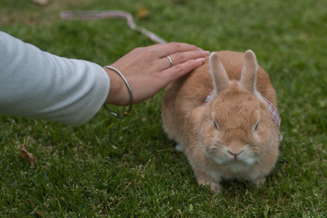 Close up female hand patting cute rabbit.