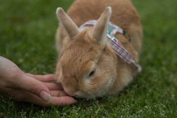 Close up female hand patting cute rabbit.