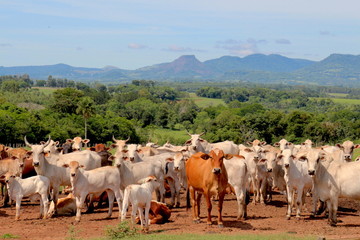 Rinderherde Paraguay