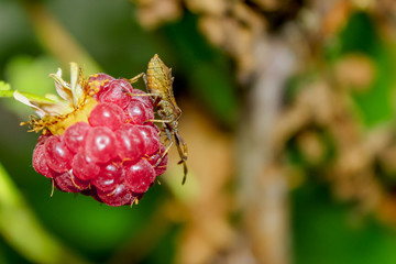 brown insect bug on a ripe raspberry