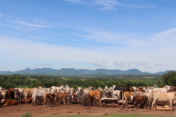 Rinderherde Paraguay
