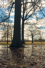 oak tree in spring in a flooded area